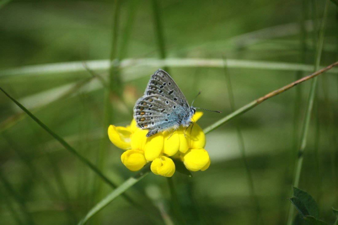 Bird’s-foot trefoil with a Common Blue butterfly