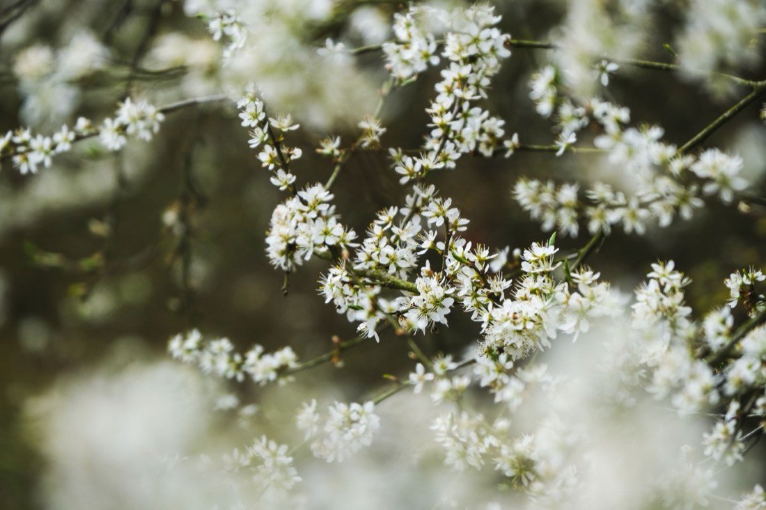 Blackthorn blossom (Prunus spinosa)