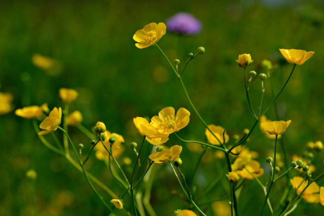 A meadow buttercup in bloom