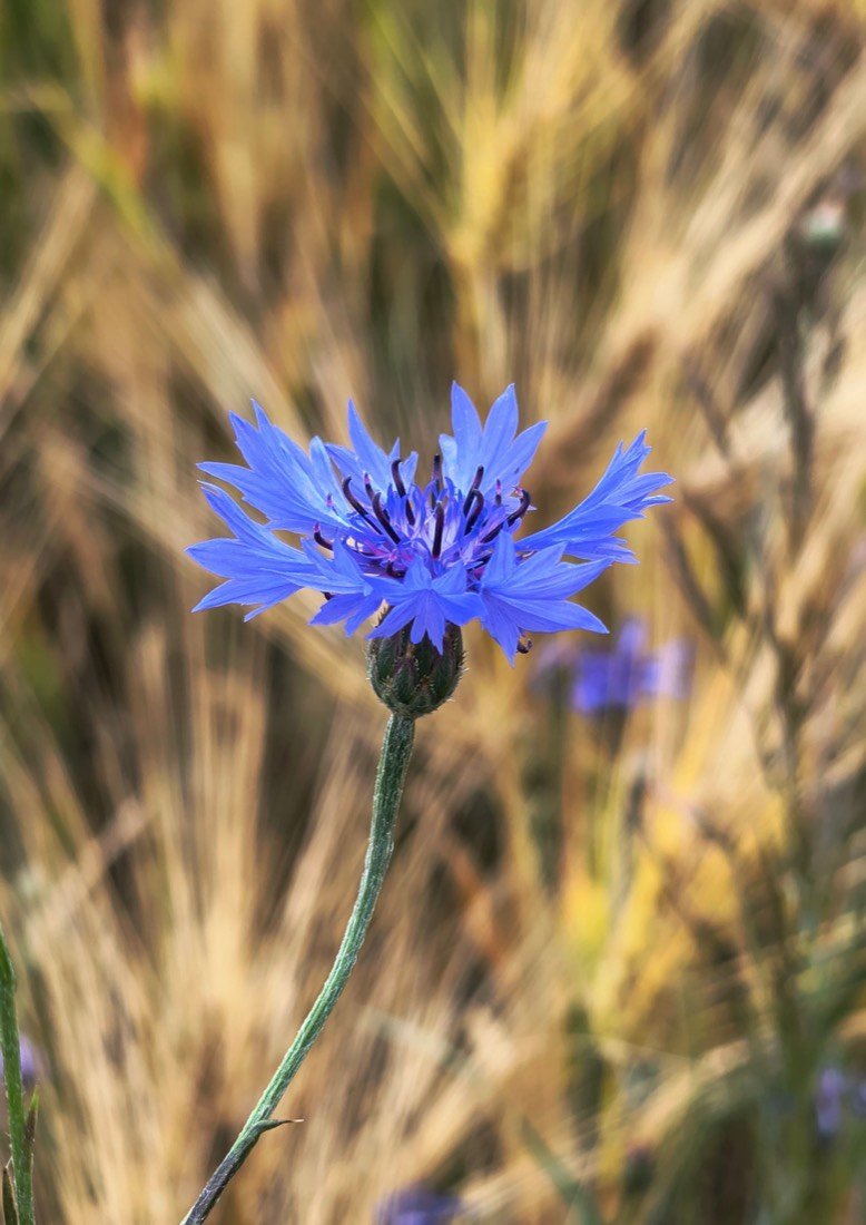 A blue cornflower in bloom