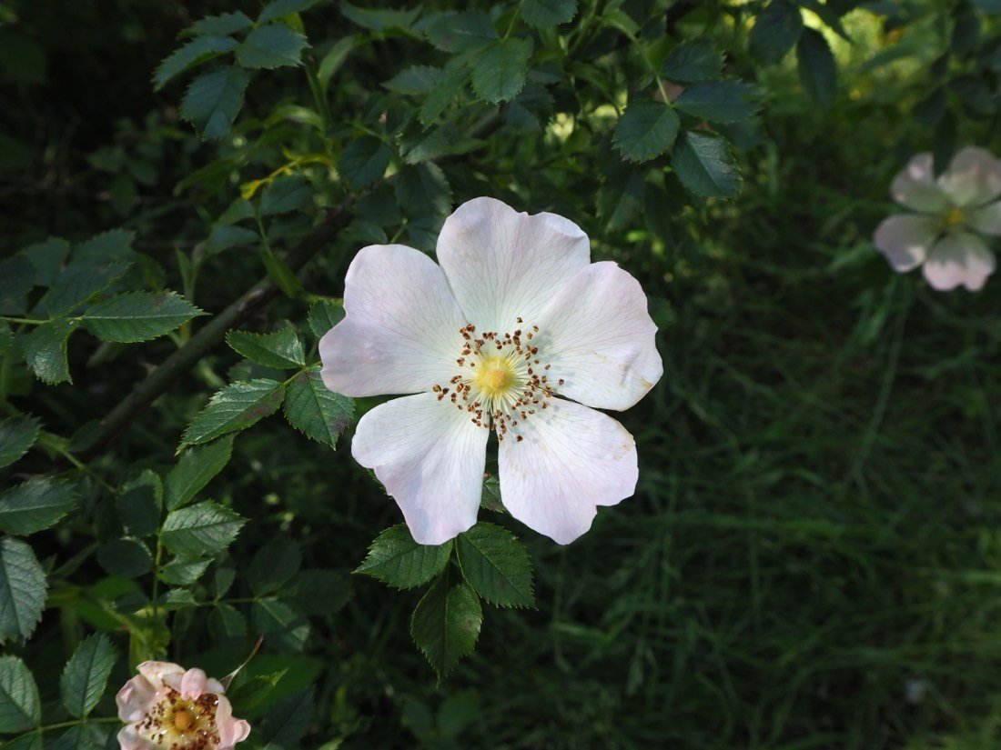 A wild dog rose in bloom