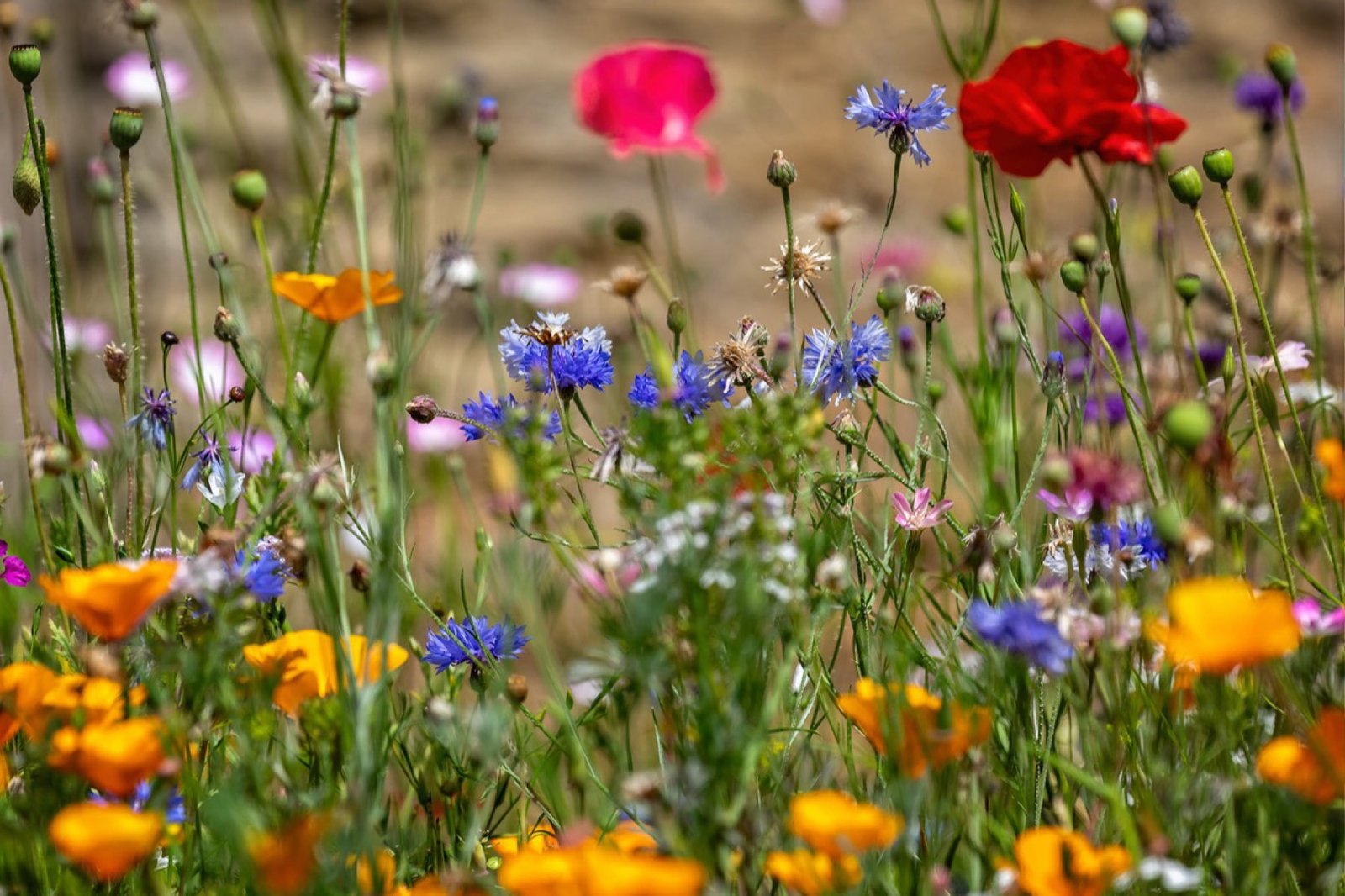 A meadow of native wildflowers in bloom - red poppies, blue cornflowers and golden blooms.