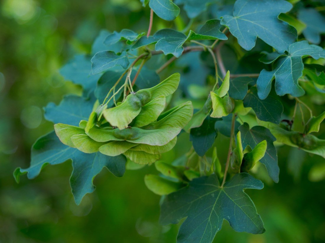 Field maple foliage and winged keys