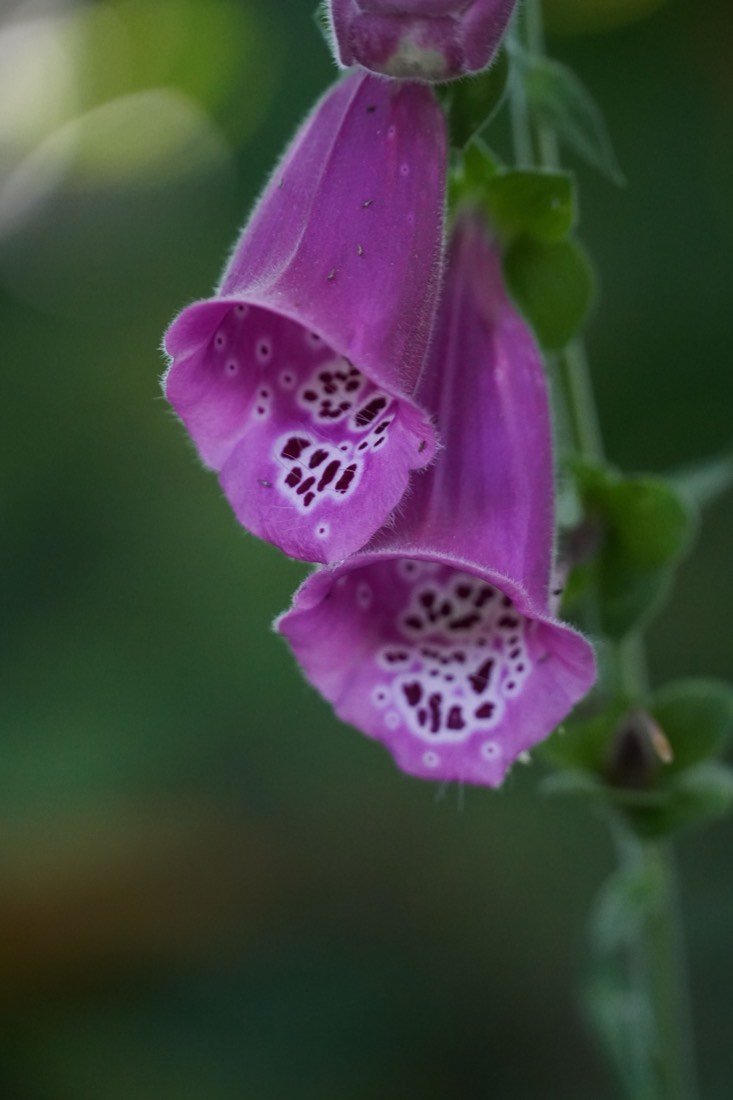 A foxglove in flower