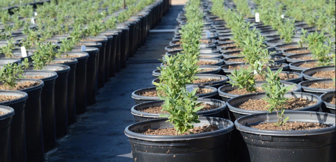 Young native plants raised in pots at the nursery.