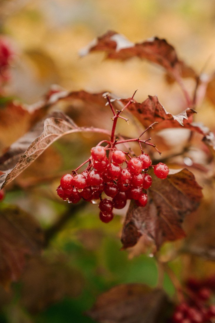 Guelder rose berries in autumn