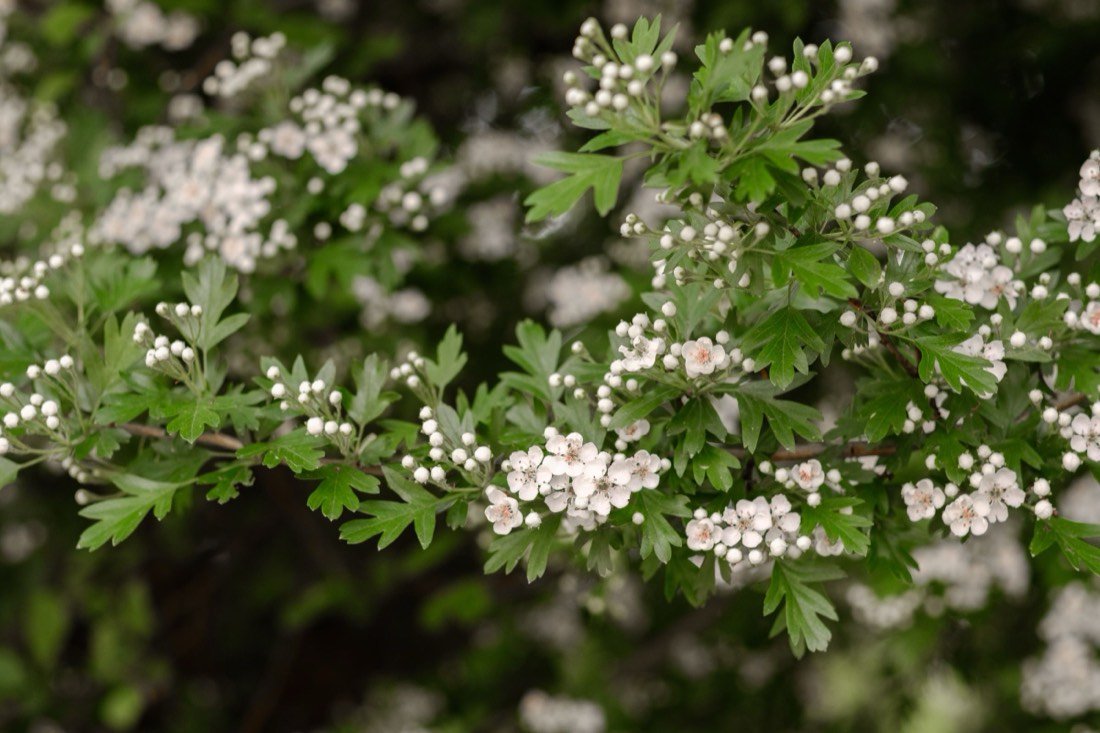 Hawthorn blossom on the branch