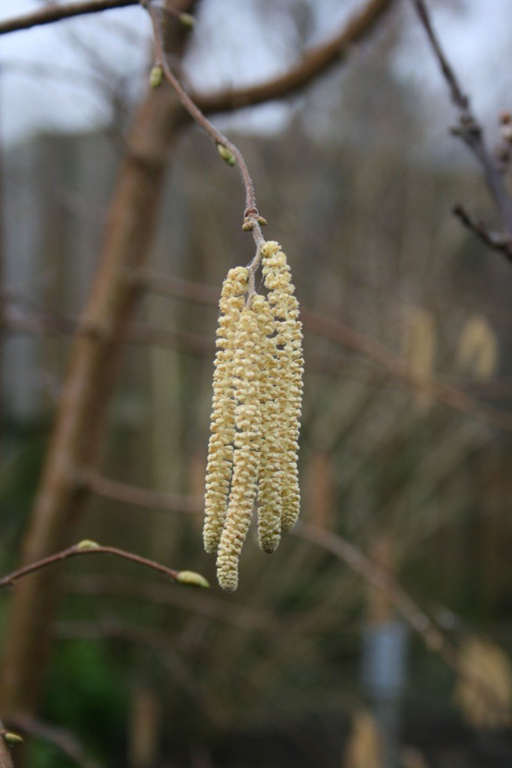 Hazel catkins in late winter