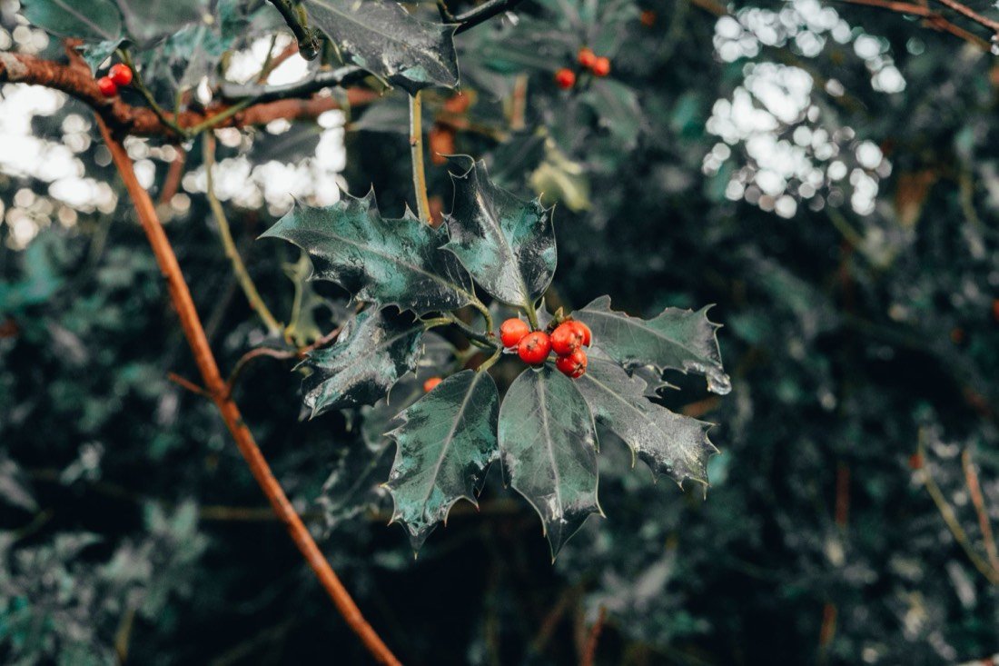 Holly leaves and red berries in winter