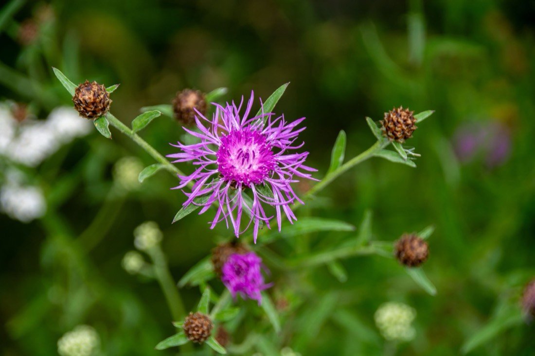 Common knapweed in flower