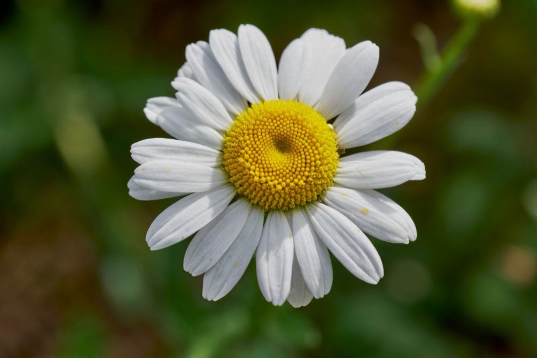 An oxeye daisy in bloom