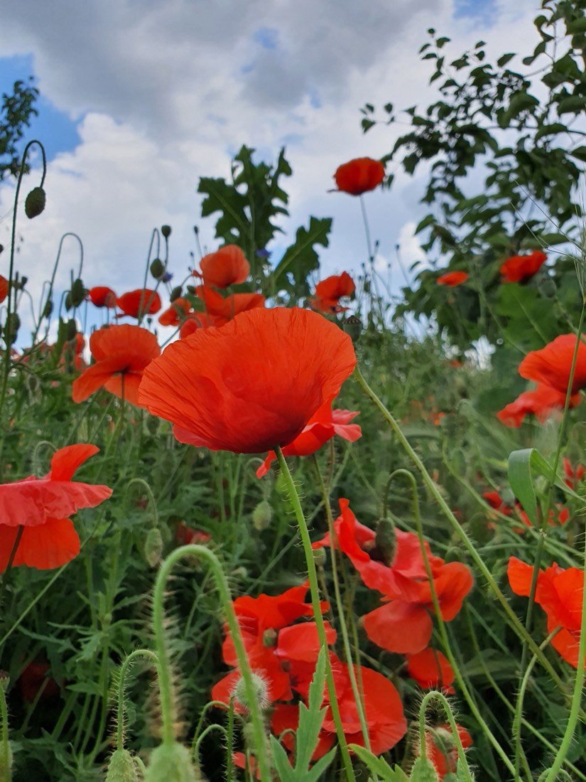 Common poppies flowering in a summer field