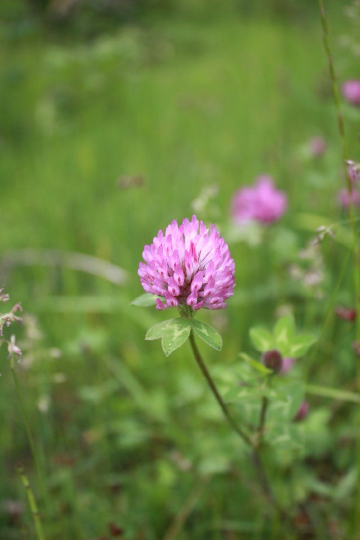Red clover in bloom
