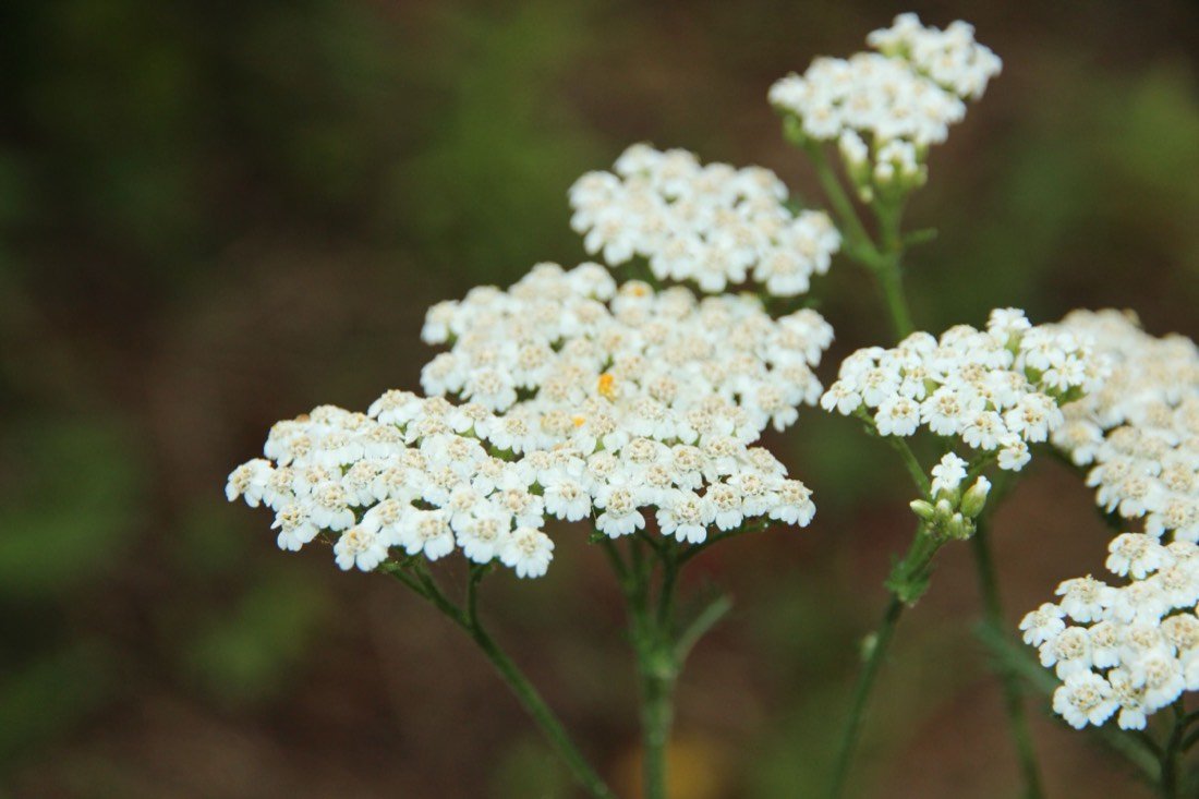 White yarrow flower-heads in bloom